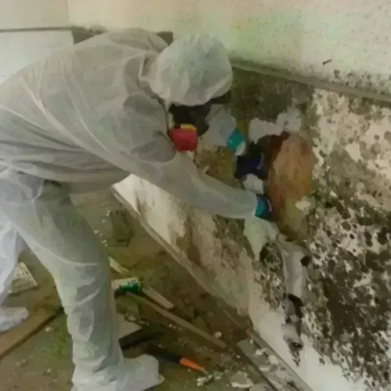 Mold Remediation and Removal in Rosebud, TX